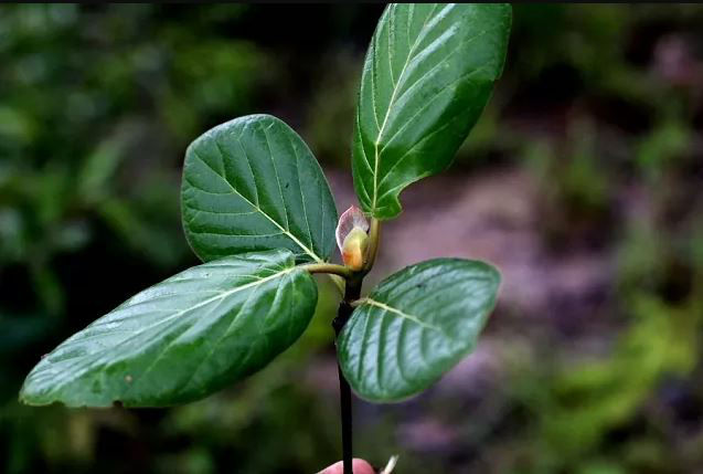 Needing to Stop Kratom? Here is How you Do it To Avoid Bad Withdrawals
