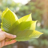 The Two Most Abundant Kratom Alkaloids You Must Know 1 kratom alkaloids