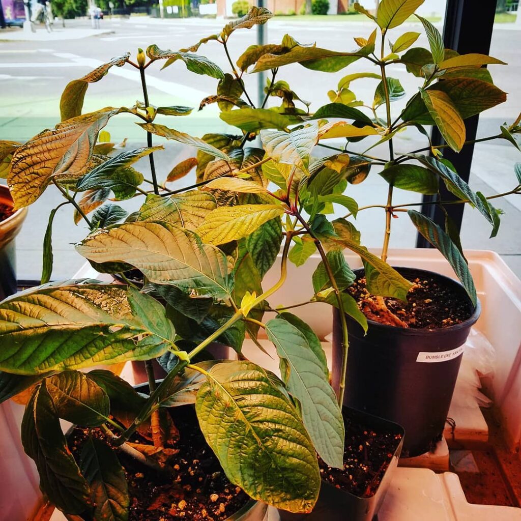 How To Grow A Kratom Tree From Seed? 1 Grow Kratom