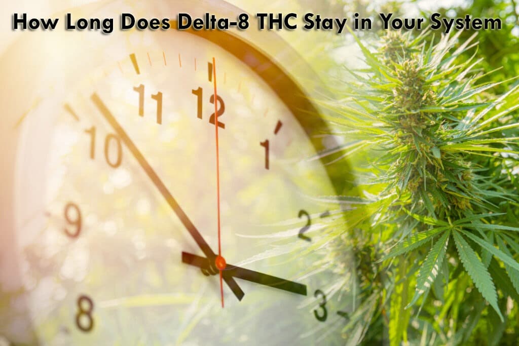 How Long Does Delta-8 THC Stay in Your System? 1 How Long Does Delta-8 THC Stay in Your System?