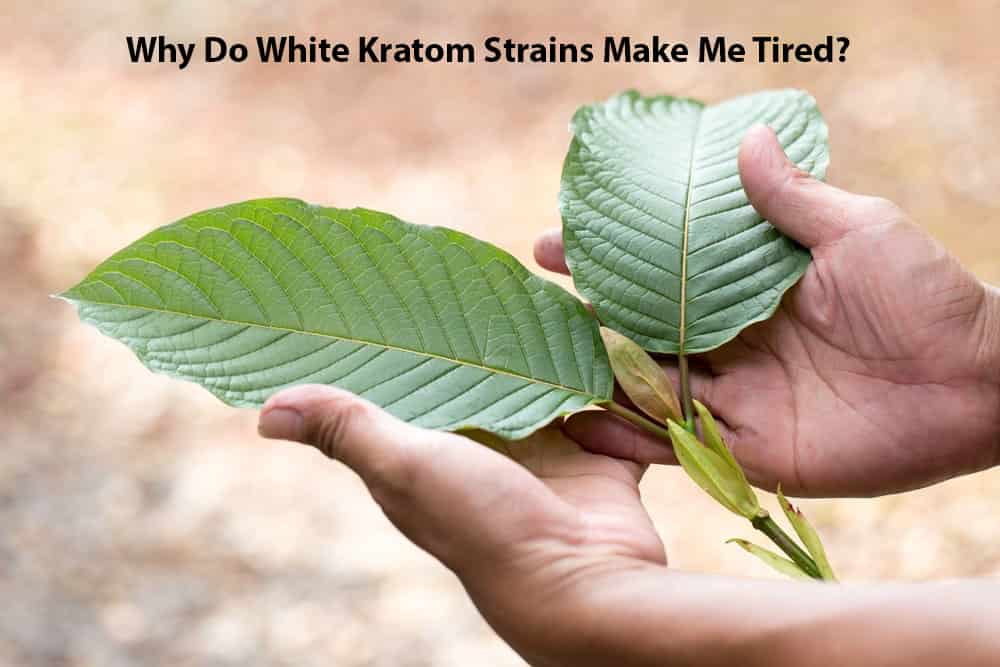 Why Do White Kratom Strains Make Me Tired? 1 Why Do White Kratom Strains Make Me Tired