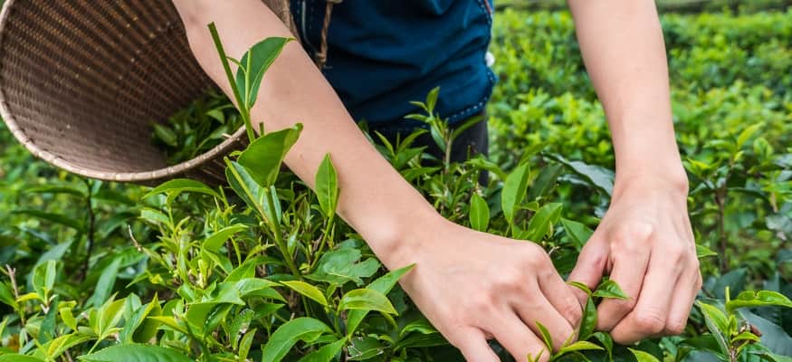 Is Kratom Ethically Sourced? 1 Kratom Source origin