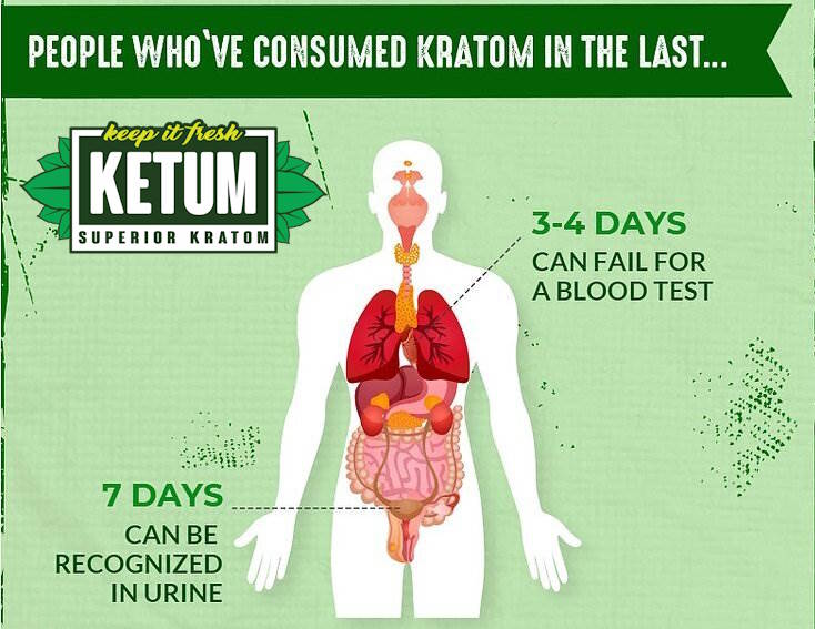 Does Kratom Show Up In Drug Tests 1 Does Kratom Show Up In Drug Tests